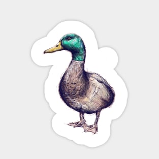 Mallard Duck Sticker